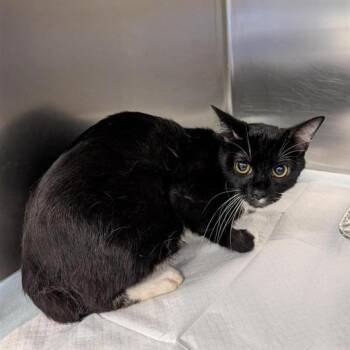 veio -  Domestic Short Hair Cat for Adoption in Greensboro, North Carolina - Veio | PetCurious