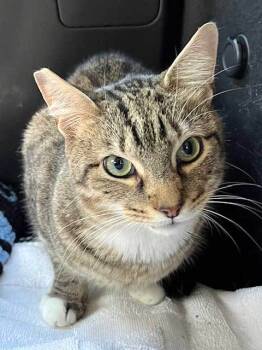 Rescue Tabby Cats for Adoption in Franklin, Tennessee - MAVERICK | PetCurious