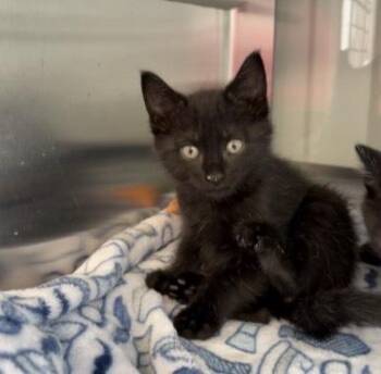 Domestic Short Hair Cats Available for Adoption - Ash | PetCurious
