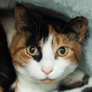 Gracie -  Domestic Short Hair Cat for Adoption in Middletown, Rhode Island - Gracie | PetCurious