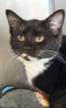 Domestic Short Hair Cats Available for Adoption - Winkin | PetCurious