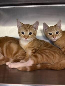 A798703 -  Domestic Short Hair Cat for Adoption in Louisville, Kentucky - A798703 | PetCurious