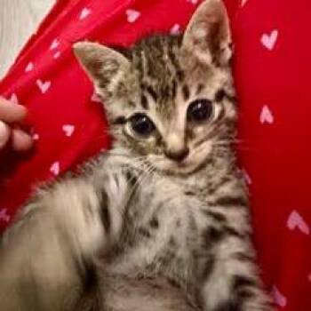 Domestic Short Hair Cats Available for Adoption in San Antonio, Texas - Sam | PetCurious