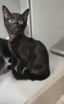 61570650 -  Domestic Short Hair Cat for Adoption in Elko, Nevada - 61570650 | PetCurious