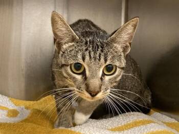 VICKY -  Domestic Short Hair Cat for Adoption in Tustin, California - VICKY | PetCurious
