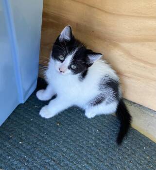 Theta -  Domestic Short Hair Cat for Adoption in Dansville, New York - Theta | PetCurious