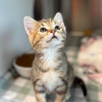 Tygra -  Domestic Short Hair Cat for Adoption in Nashville, Indiana - Tygra | PetCurious