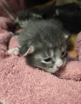 Blitz -  Domestic Short Hair Cat for Adoption in Vancouver, Washington - Blitz | PetCurious