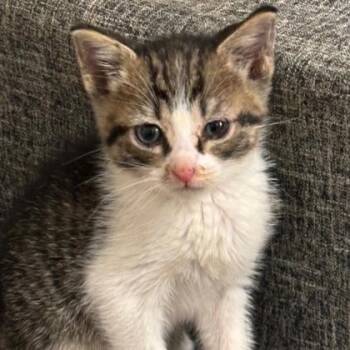 Hashbrown -  Domestic Medium Hair and Domestic Short Hair Cat for Adoption in Cincinnati, Ohio - Hashbrown | PetCurious