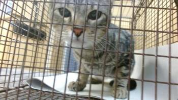 Domestic Short Hair Cats Available for Adoption in Doral, Florida - RICKY | PetCurious