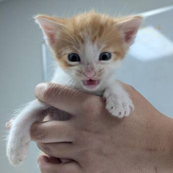 Winston -  Domestic Short Hair Cat for Adoption in Canton, Illinois - Winston | PetCurious
