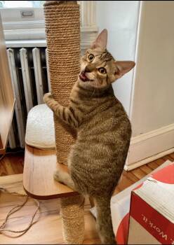 Toska -  Domestic Short Hair Cat for Adoption in Philadelphia, Pennsylvania - Toska | PetCurious