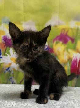 Domestic Short Hair Cats Available for Adoption in San Antonio, Texas - Lyla | PetCurious