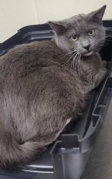 Domestic Short Hair Cats Available for Adoption - Truffle Purr | PetCurious
