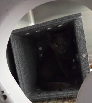 Coosa -  Domestic Short Hair Cat for Adoption in Athens, Tennessee - Coosa | PetCurious