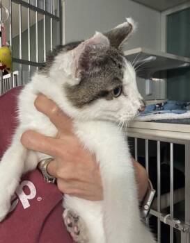 Domestic Short Hair Cats Available for Adoption in Hutchinson, Minnesota - Granola | PetCurious