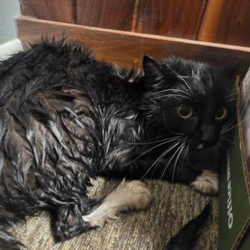 Domestic Medium Hair Cats Available for Adoption - Poutine | PetCurious