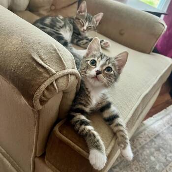American Shorthair Cats Available for Adoption - Wynona  | PetCurious