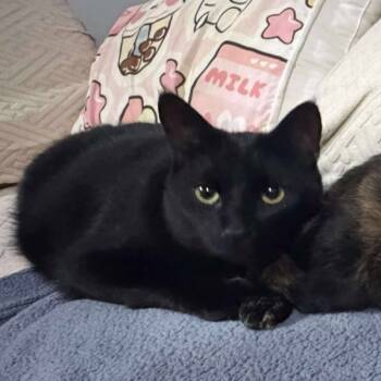 Rescue Domestic Short Hair Cats for Adoption in Plainfield, Illinois - Doodles | PetCurious