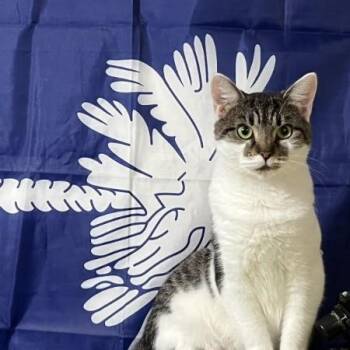 Clover Mulligan aka Chloe for short -  American Shorthair Cat for Adoption in Wilmington, North Carolina - Clover Mulligan Aka Chloe For Short | PetCurious