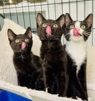 Rescue Domestic Short Hair Cats for Adoption in Port Chester, New York - Mocha, Bean, And Latte | PetCurious