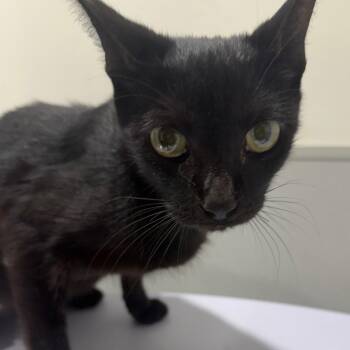 Moira -  Domestic Short Hair Cat for Adoption in Tampa, Florida - Moira | PetCurious
