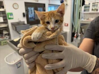 FIDDLE -  Domestic Short Hair Cat for Adoption in Santa Fe, New Mexico - FIDDLE | PetCurious