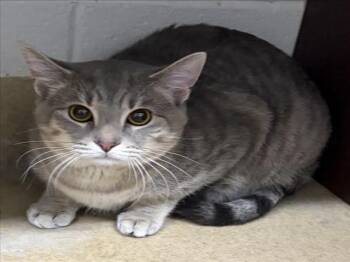 Domestic Short Hair Cats Available for Adoption in Derwood, Maryland - POCHI | PetCurious