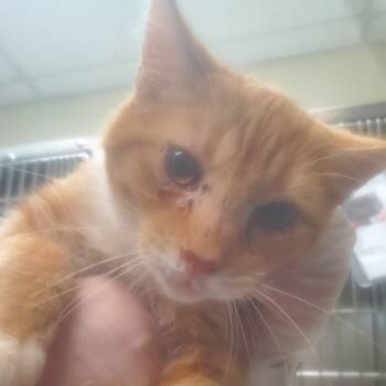 Rescue Domestic Short Hair Cats for Adoption in Vineland, New Jersey - Beef Stew | PetCurious