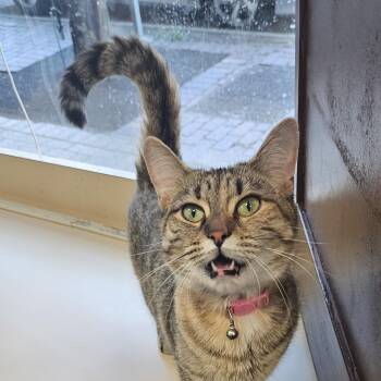 Riley -  Domestic Short Hair Cat for Adoption in Rochester, New York - Riley | PetCurious