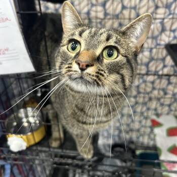 Phoenix Arizona -  Domestic Short Hair Cat for Adoption in Mokena, Illinois - Phoenix Arizona | PetCurious