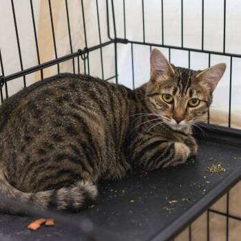 Rita -  Domestic Short Hair Cat for Adoption in Los Angeles, California - Rita | PetCurious