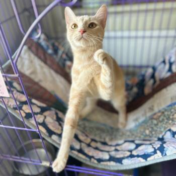 Rescue American Shorthair Cats for Adoption in Seguin, Texas - Queen | PetCurious