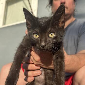 Blackie -  Domestic Short Hair Cat Available for Adoption in West Plains, Missouri - Blackie | PetCurious