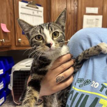 Domestic Short Hair Cats Available for Adoption in Tupelo, Mississippi - Genie - 050809U | PetCurious