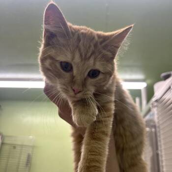 Brie -  Domestic Short Hair Cat for Adoption in Durango, Colorado - Brie | PetCurious