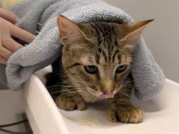 FRANKIE -  Domestic Short Hair Cat for Adoption in Kent, Washington - FRANKIE | PetCurious