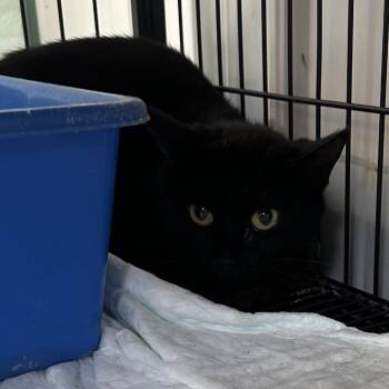 Star -  Domestic Short Hair Cat for Adoption in Corbin, Kentucky - Star | PetCurious