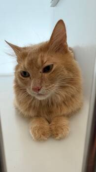 Boss -  Domestic Long Hair Cat for Adoption in Columbia, Tennessee - Boss | PetCurious