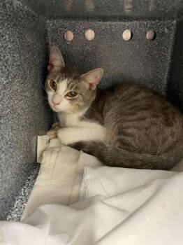 Rescue Domestic Short Hair Cats for Adoption in Sevierville, Tennessee - Ringer | PetCurious