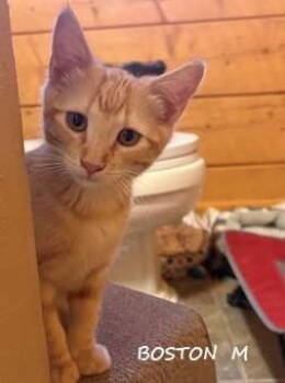 Rescue Domestic Short Hair Cats for Adoption in Evergreen, Colorado - Boston | PetCurious