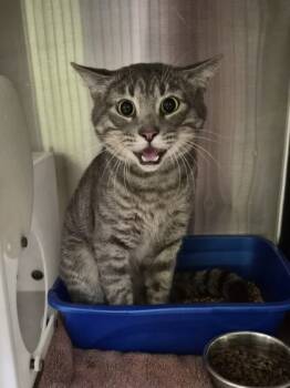 Rescue Domestic Short Hair Cats for Adoption in Longview, Texas - Fall Out | PetCurious