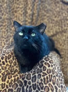 Rescue Domestic Short Hair Cats for Adoption in Elwood, New York - Scar | PetCurious