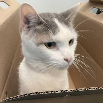 Fern -  Domestic Short Hair Cat for Adoption - Fern | PetCurious