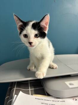 Rescue Domestic Short Hair Cats for Adoption in Algona, Iowa - Chase | PetCurious