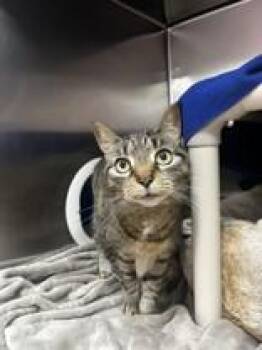 Maritia -  Domestic Short Hair Cat for Adoption in Whitby, Ontario - Maritia | PetCurious