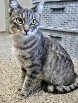Rescue Tabby Cats for Adoption in Broken Arrow, Oklahoma - Farra | PetCurious