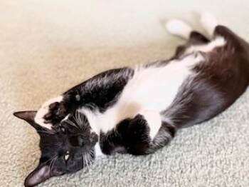 Rescue Tuxedo Cats for Adoption in Parlier, California - Dorado | PetCurious