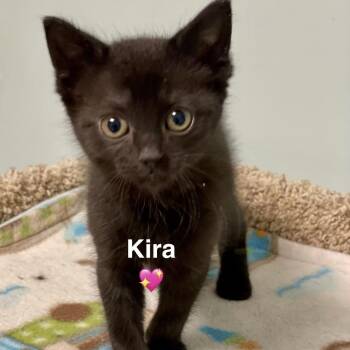 Kira -  Domestic Short Hair Cat for Adoption in Peachtree City, Georgia - Kira | PetCurious