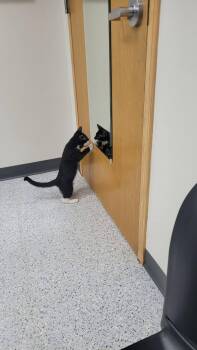 715 - Bowie -  Domestic Short Hair Cat for Adoption in St. Louis, Missouri - 715 - Bowie | PetCurious